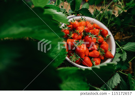 growing strawberries in a greenhouse, picking and harvesting fruits, organic farming 115172657