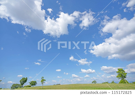 Early summer blue sky and meadow Early summer blue sky and meadow 115172825