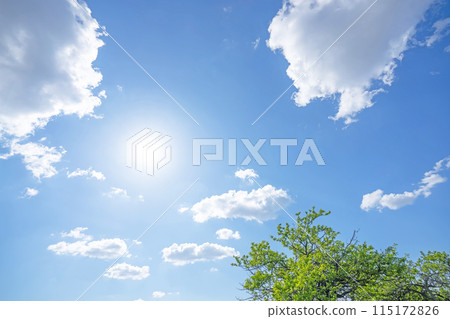 Clouds and trees in early summer 115172826