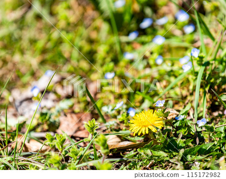 Early spring scenery: dandelions blooming in the sunshine Early spring scenery: dandelions blooming in the sunshine 115172982
