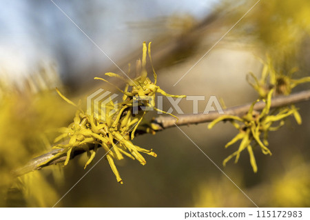 Close-up of a flower of witch hazel with yellow sepals 115172983