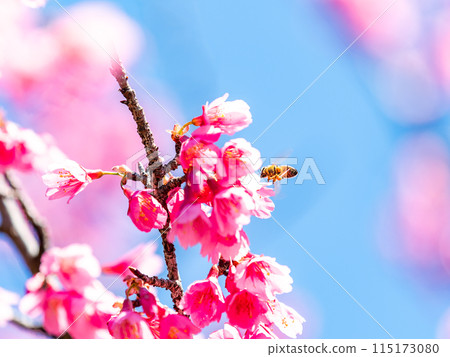 Pure red plum blossoms in full bloom and honeybees herald the arrival of spring 115173080