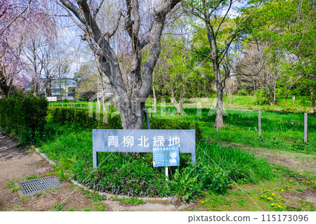 Tokyo, Kunitachi City, Spring, Aoyagikita Green Space Tokyo, Kunitachi City, Spring, Aoyagikita Green Space 115173096