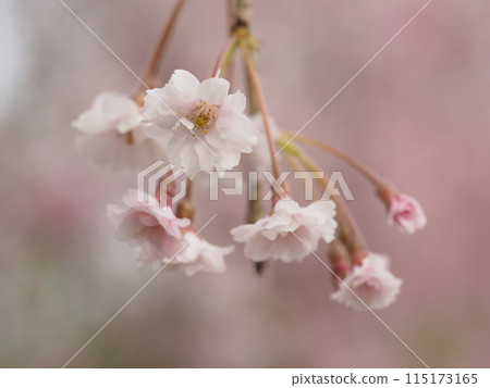 Spring flowers: cherry blossoms, weeping cherry blossoms 115173165