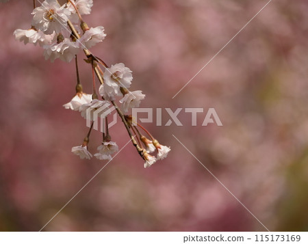 春天的花朵、櫻花、垂枝櫻花 115173169