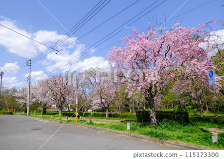 Tokyo, Kunitachi City, Spring, Aoyagikita Green Space 115173300