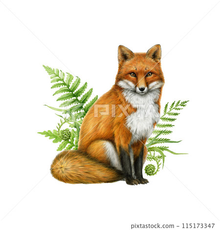 Red fox with green fern and grass painted illustration. Hand drawn vintage style watercolor illustration. Cute fox wildlife nature forest animal the green grass decor. Isolated on white background Red fox with green fern and grass painted illustration. Hand drawn vintage style watercolor illustration. Cute fox wildlife nature forest animal the green grass decor. Isolated on white background 115173347