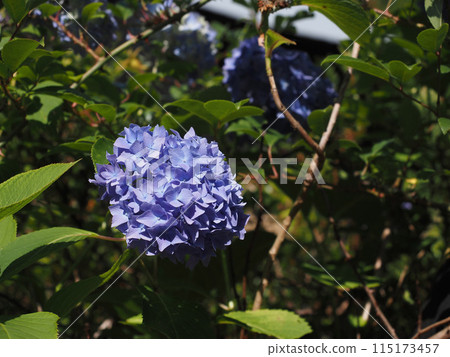 Blue hydrangeas bathed in sunlight (hydrangeas in the upper reaches of the Yoshino River) Blue hydrangeas bathed in sunlight (hydrangeas in the upper reaches of the Yoshino River) 115173457