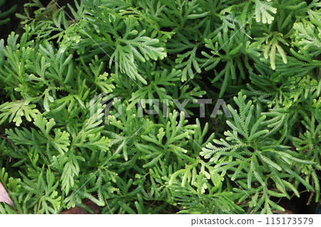 Selaginella is a medicinal plant in the wild 115173579