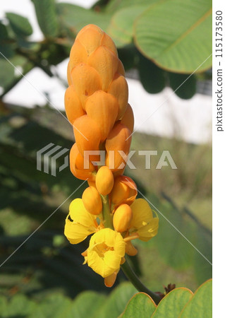 Senna alata flower plant on nursery Senna alata flower plant on nursery 115173580