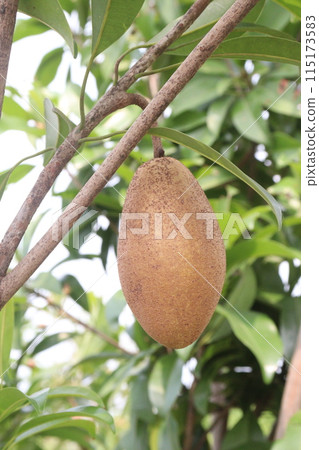Sapodilla on tree in farm for harvest Sapodilla on tree in farm for harvest 115173583