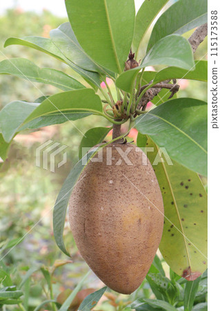 Sapodilla on tree in farm for harvest Sapodilla on tree in farm for harvest 115173588