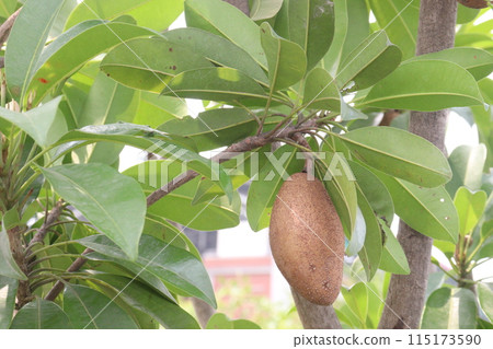 Sapodilla on tree in farm for harvest Sapodilla on tree in farm for harvest 115173590