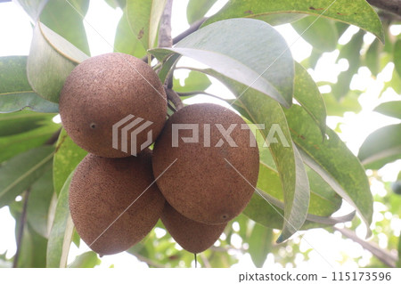 Sapodilla on tree in farm for harvest Sapodilla on tree in farm for harvest 115173596