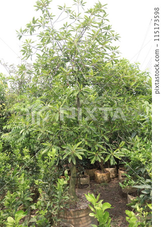 Saptaparni tree plant on nursery Saptaparni tree plant on nursery 115173598