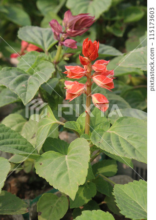 Scarlet Sage flower plant on nursery 115173603