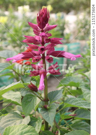 Scarlet Sage flower plant on nursery 115173604
