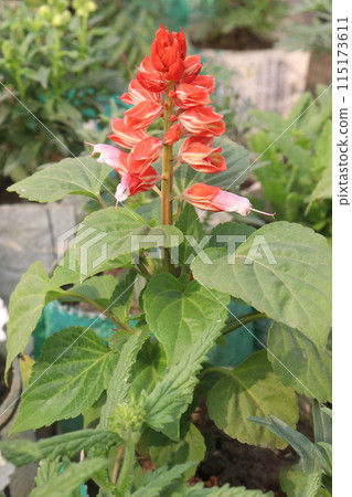 Scarlet Sage flower plant on nursery Scarlet Sage flower plant on nursery 115173611
