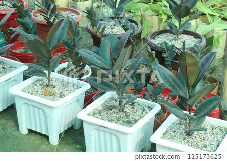 Rubber fig plant on nursery 115173625