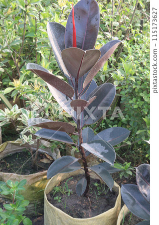 Rubber fig plant on nursery Rubber fig plant on nursery 115173627