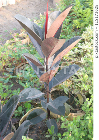 Rubber fig plant on nursery 115173628