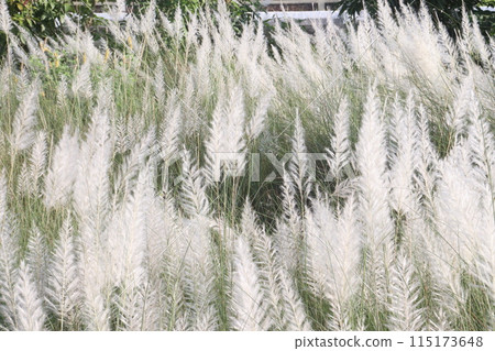 Saccharum spontaneum flower plant on jungle 115173648