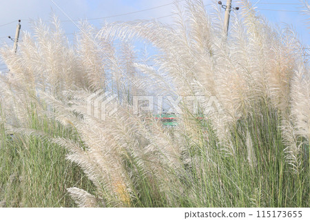 Saccharum spontaneum flower plant on jungle 115173655