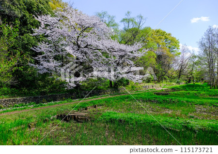 東京都立川市春天矢川綠色保護區 東京都立川市春天矢川綠色保護區 115173721