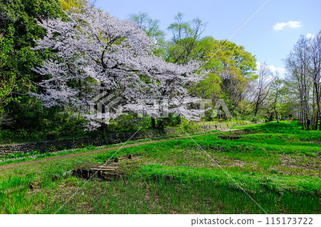 Spring, Tachikawa City, Tokyo, Yakawa Green Space Conservation Area 115173722