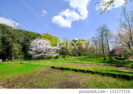 Spring, Tachikawa City, Tokyo, Yakawa Green Space Conservation Area 115173728