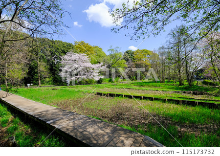 東京都立川市春天矢川綠色保護區 115173732