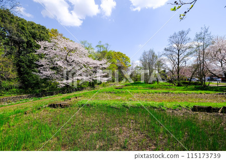 Spring, Tachikawa City, Tokyo, Yakawa Green Space Conservation Area 115173739