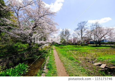 東京都立川市春天矢川綠色保護區 115173746