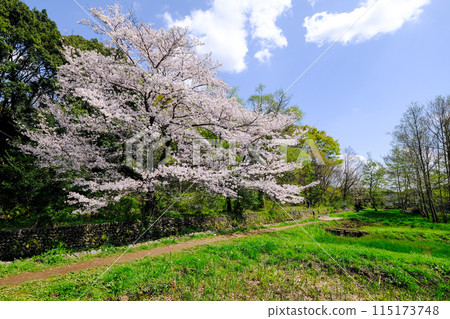 Spring, Tachikawa City, Tokyo, Yakawa Green Space Conservation Area Spring, Tachikawa City, Tokyo, Yakawa Green Space Conservation Area 115173748