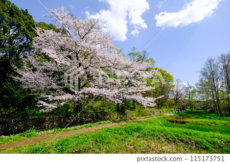 Spring, Tachikawa City, Tokyo, Yakawa Green Space Conservation Area 115173751