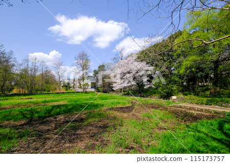 Spring, Tachikawa City, Tokyo, Yakawa Green Space Conservation Area 115173757