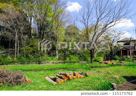 Spring, Tachikawa City, Tokyo, Yakawa Green Space Conservation Area 115173762