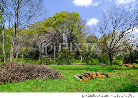 Spring, Tachikawa City, Tokyo, Yakawa Green Space Conservation Area Spring, Tachikawa City, Tokyo, Yakawa Green Space Conservation Area 115173763