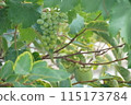 Grapes and persimmons on summer trees 115173784