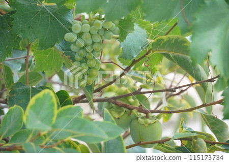 Grapes and persimmons on summer trees 115173784