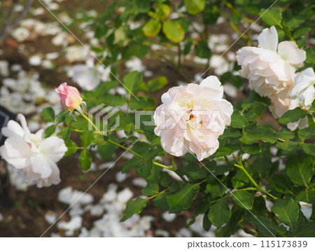 淺粉紅玫瑰髮圈 115173839