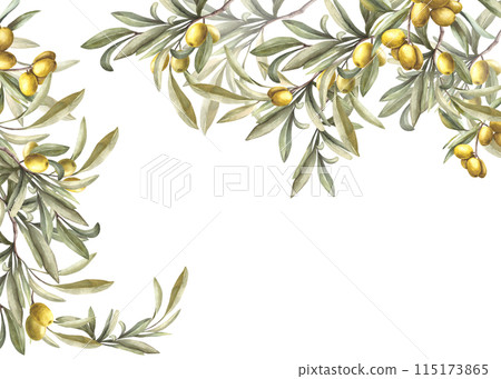 Olive tree branch with green leaves and ripe berries. Watercolor banner, template hand drawn food illustration. Botanical mediterranean clipart for card, food cosmetic label Isolated white background. Olive tree branch with green leaves and ripe berries. Watercolor banner, template hand drawn food illustration. Botanical mediterranean clipart for card, food cosmetic label Isolated white background. 115173865