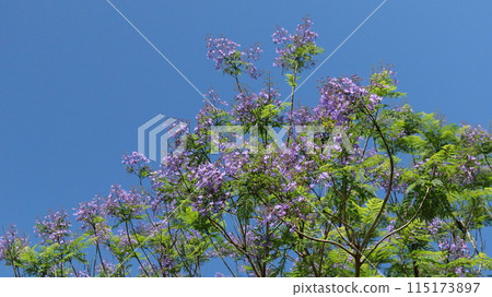 Jacaranda Forest in Nango, Nichinan City, Miyazaki Prefecture 115173897