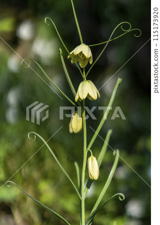 The pale yellow flowers of fritillaria, whose bulbs bloom in early spring and have expectorant properties 115173920