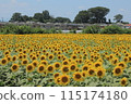 Kiyose City Sunflower Field 115174180