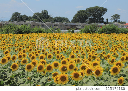 Kiyose City Sunflower Field Kiyose City Sunflower Field 115174180