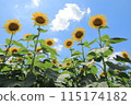 Sunflowers and summer sky 115174182