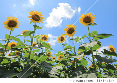 Sunflowers and summer sky 115174182