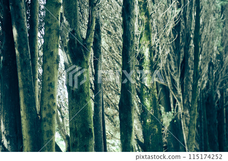 An overview of a wild forest with many tree trunks on a summer day. A dense thicket of branches with space to copy. High quality photo An overview of a wild forest with many tree trunks on a summer day. A dense thicket of branches with space to copy. High quality photo 115174252