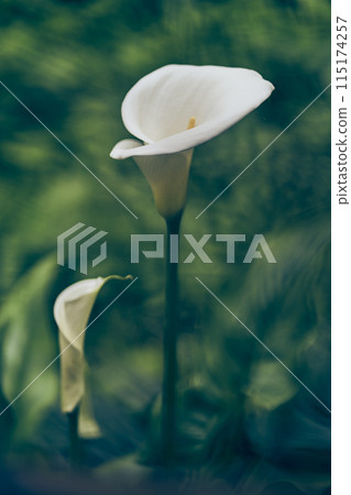 A calla flower highlighted on a green blurred background. Close-up of a beautiful calla flower with space to copy. High quality photo 115174257